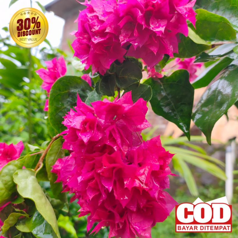 Bougenville Hawai Bugenvil Hawai Bunga Tumpuk Warna Merah Fanta Ori