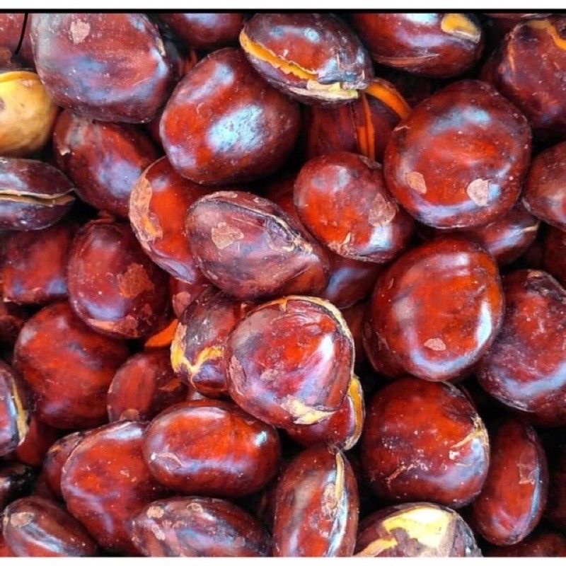 

Jengkol mentah - 250 gram
