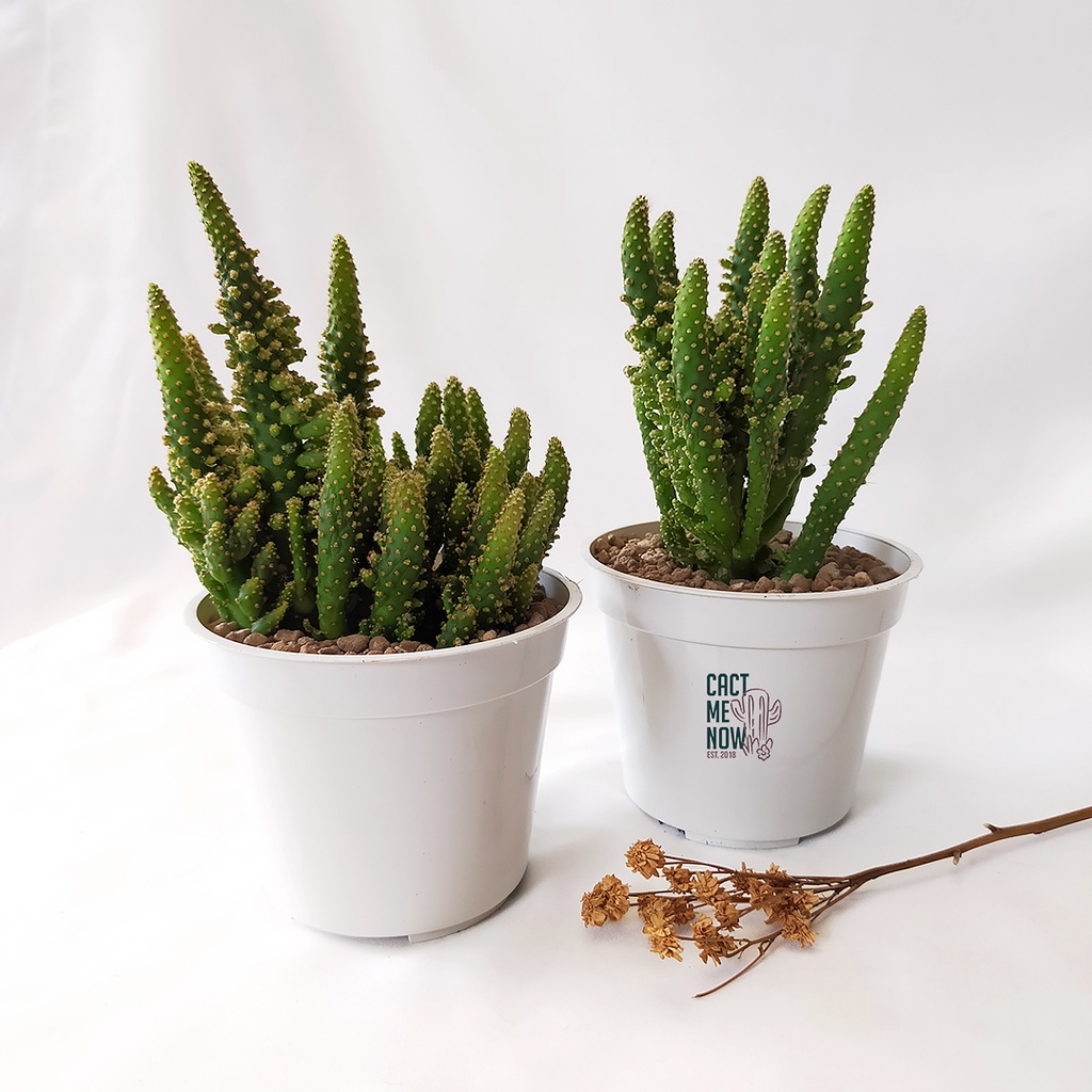 kaktus opuntia tuna monachanta