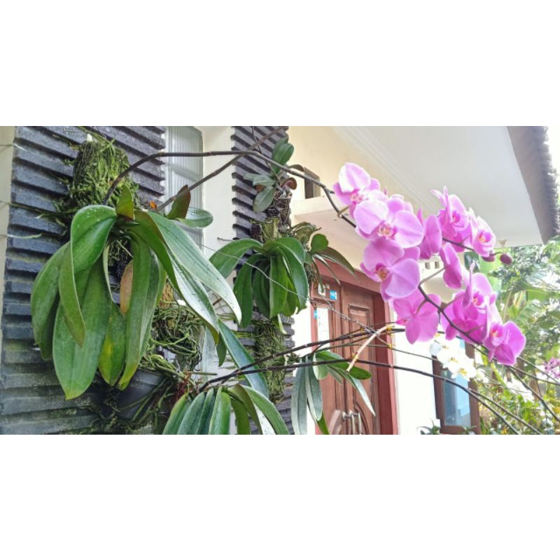 Anggrek bulan mini siap berbunga