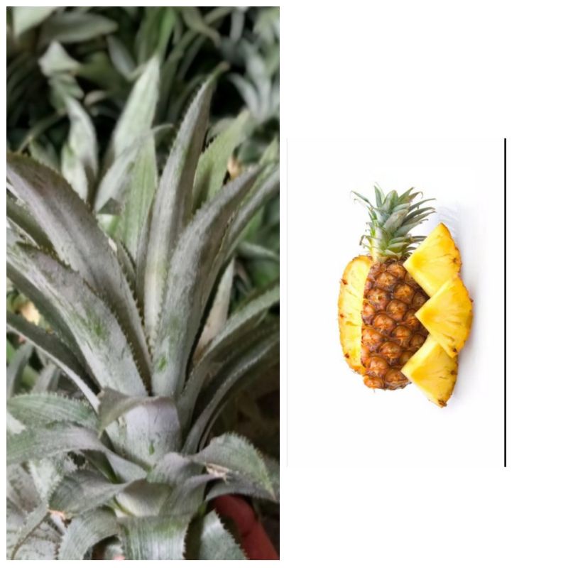 tanaman nanas madu super/bibit pohon nanas madu/nanas madu super