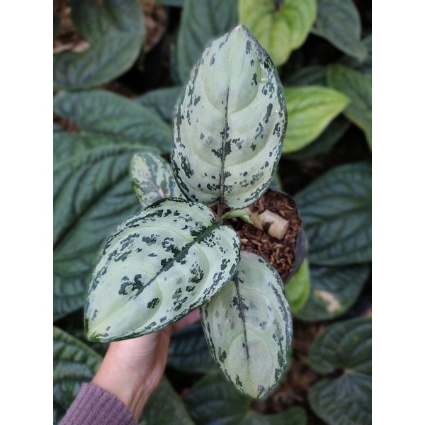 Aglonema Green Compacta / Aglonema army
