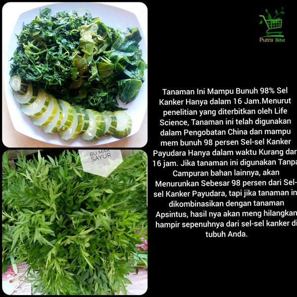 Daun Kenikir Segar 250gram Ulam Raja Obat Herbal Cosmos Caudatus Shopee Indonesia