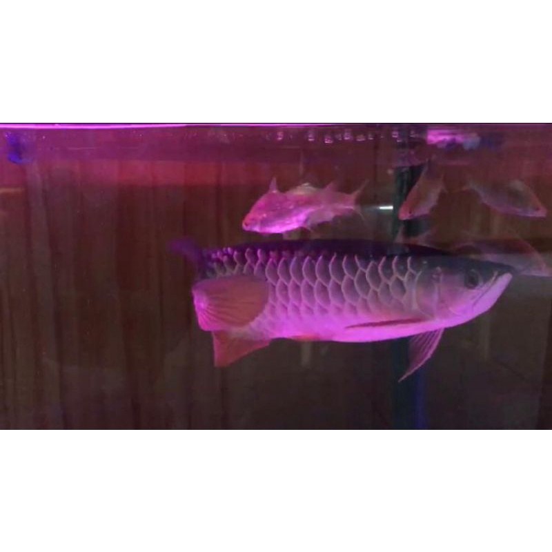 arwana golden red 25cm
