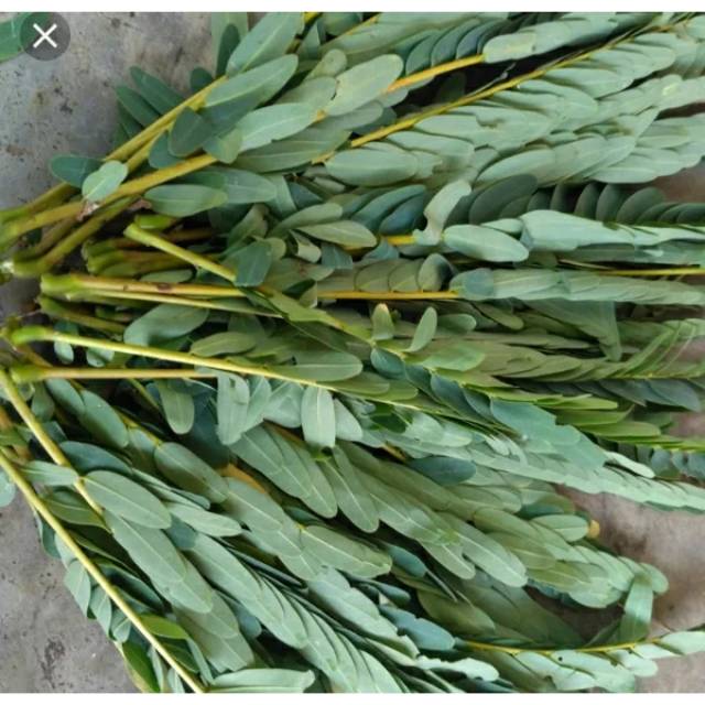 

Daun turi segar 1kg