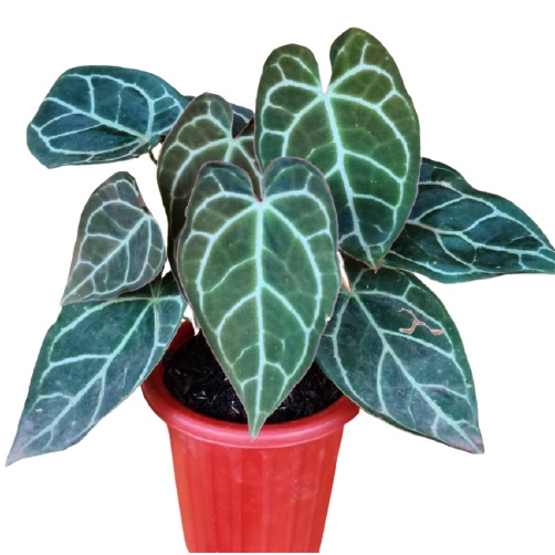 Tanaman Hias Kuping Gajah Jumbo