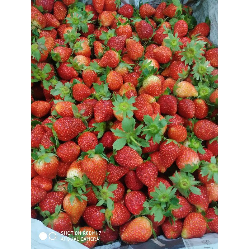 

Strawberry segar 250 gram