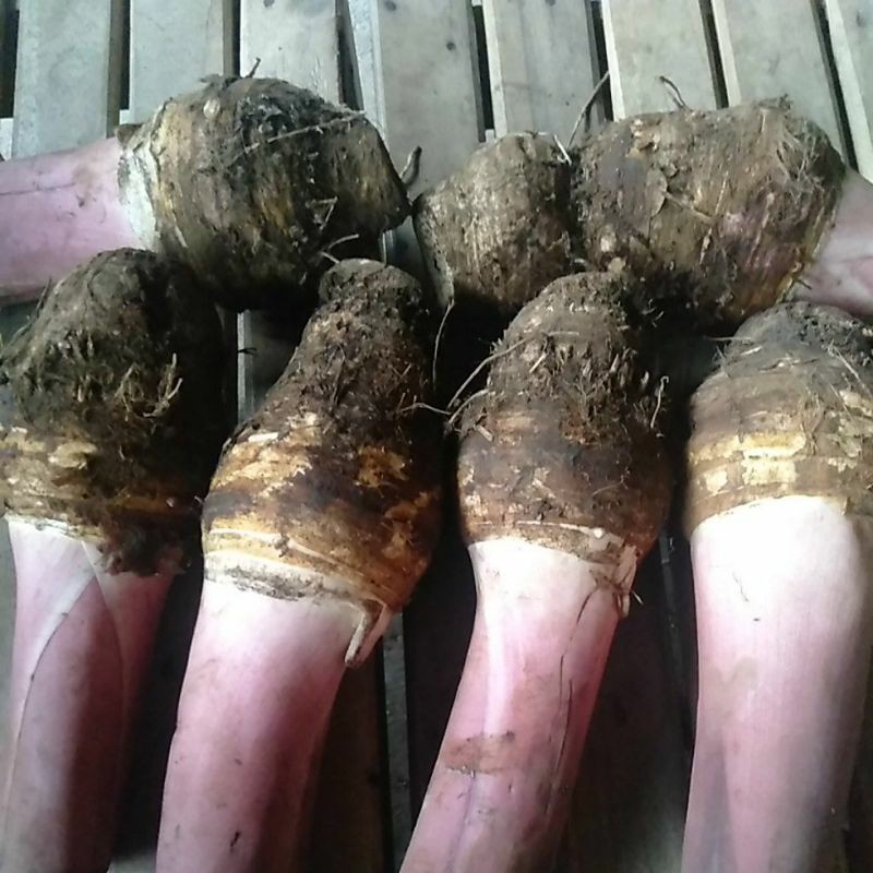

Bentoel Talas segar minim order 4 kg @