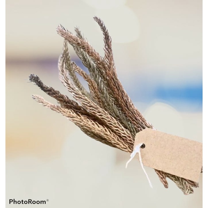 READY STOK, Jual Cemara Kering Dekorasi Daun Cemara Kering Aksesoris Daun Cemara Kering Hiasan Daun 