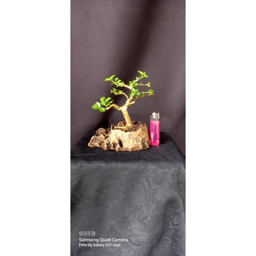 bonsai sancang..(mame.)