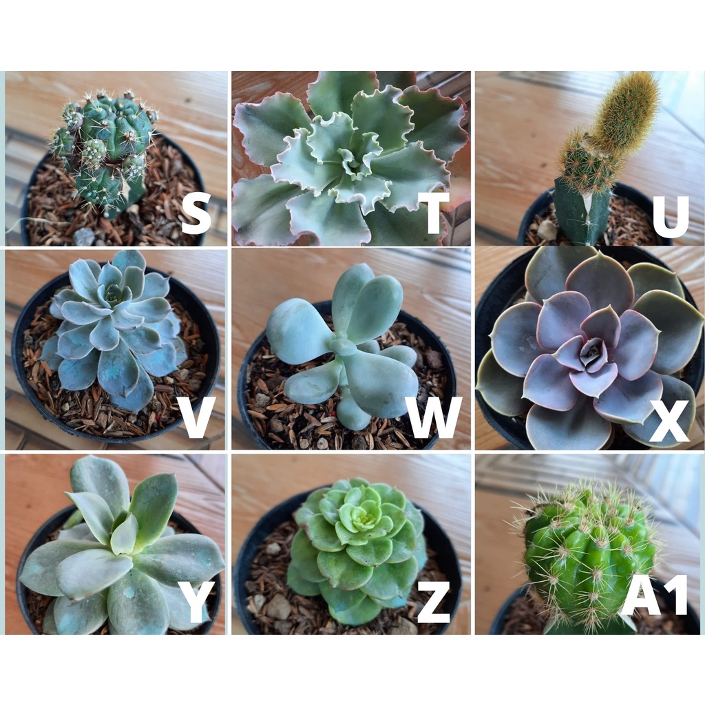 Tanaman Hias Kaktus Sukulen/Succulent Ukuran Mini Okulasi Bentuk Baru
