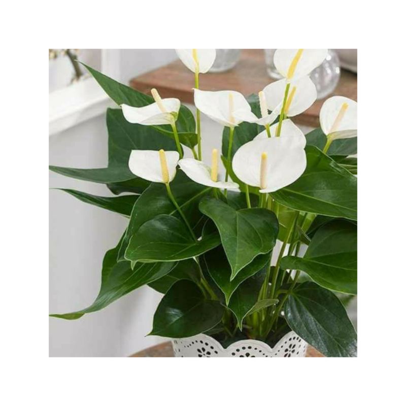 BUNGA/BUNGA ANTHURIUM/BENIH/TANAMAN/ANTHURIUM ANDRAEANUM/ANTHURIUM