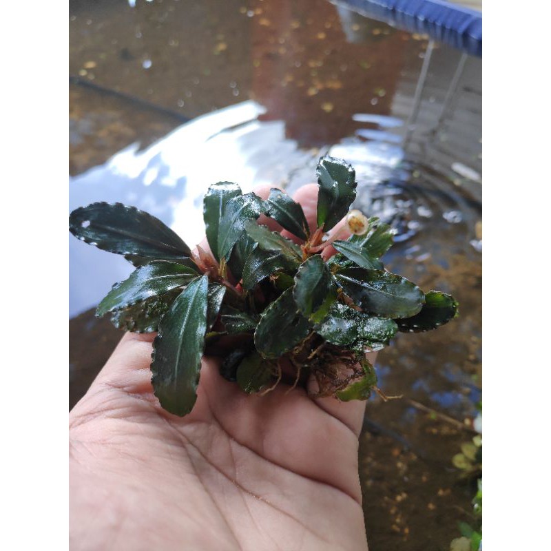 [1 KG BROWNIE MEDIUM MIX BESAR] BUCEPHALANDRA/BUCEPHALENDRA FULL DAUN AIR [ WAJIB BIAYA KARANTINA]