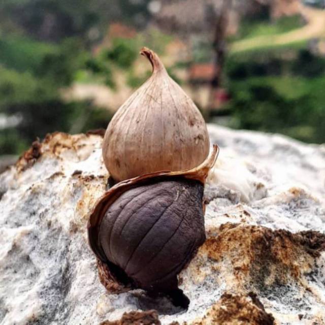 

Nalalic (Natural Lanang Black Garlic)