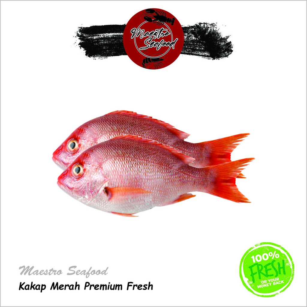 

Ikan Kakap Merah Premium Fresh - 1.000 gr