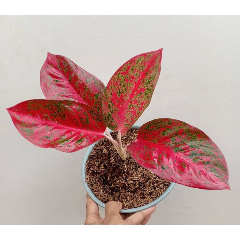 AGLONEMA RED STARDUST , AGLAONEMA RED STARDUST , RED STARDAS