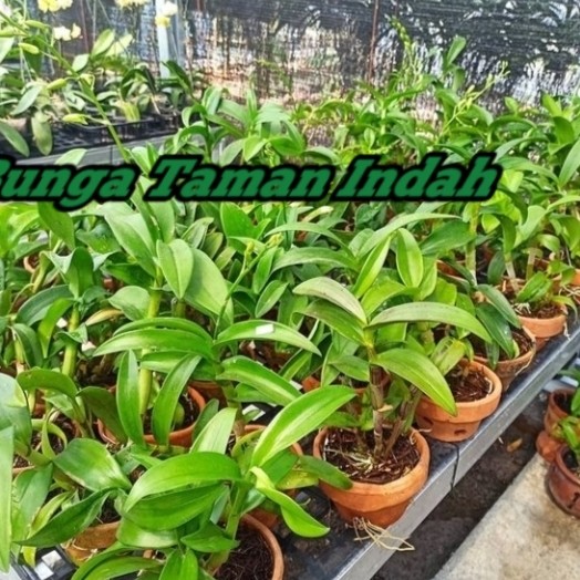 Paket 5 Tanaman Hias Anggrek Dendrobium - Bibit Anggrek Dendrobium