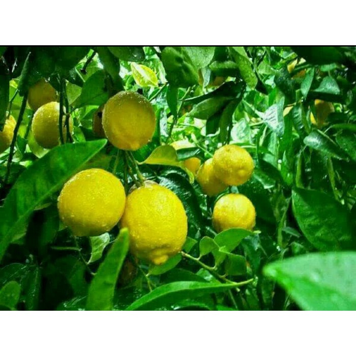 

Jeruk lemon uereka