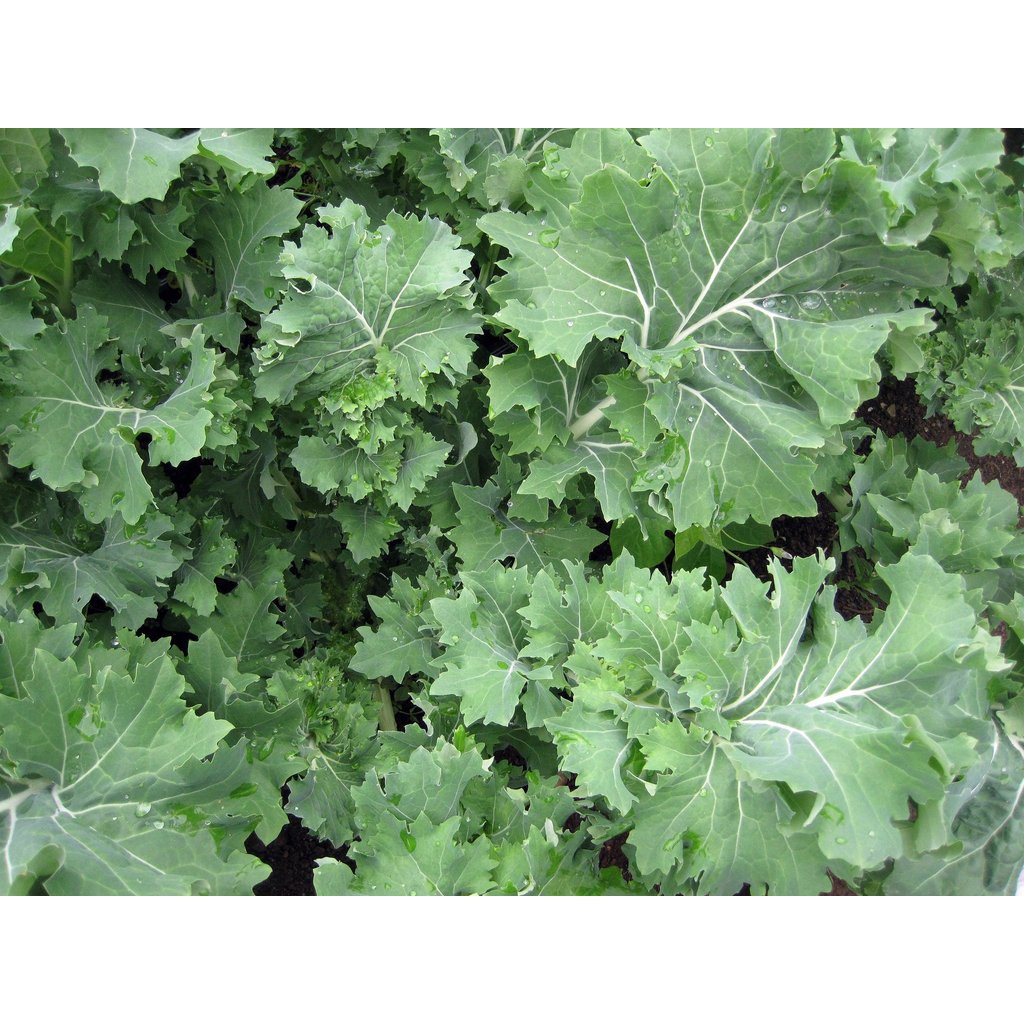 Benih-Bibit Kale Dwarf Siberian (Haira Seed)