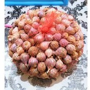 

bawang lanang / bawang tunggal