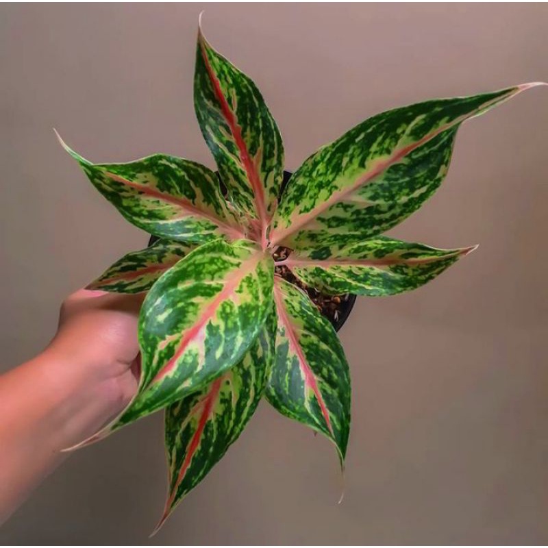 Aglaonema butterfly lokal murah // Tanaman hias aglaonema butterfly