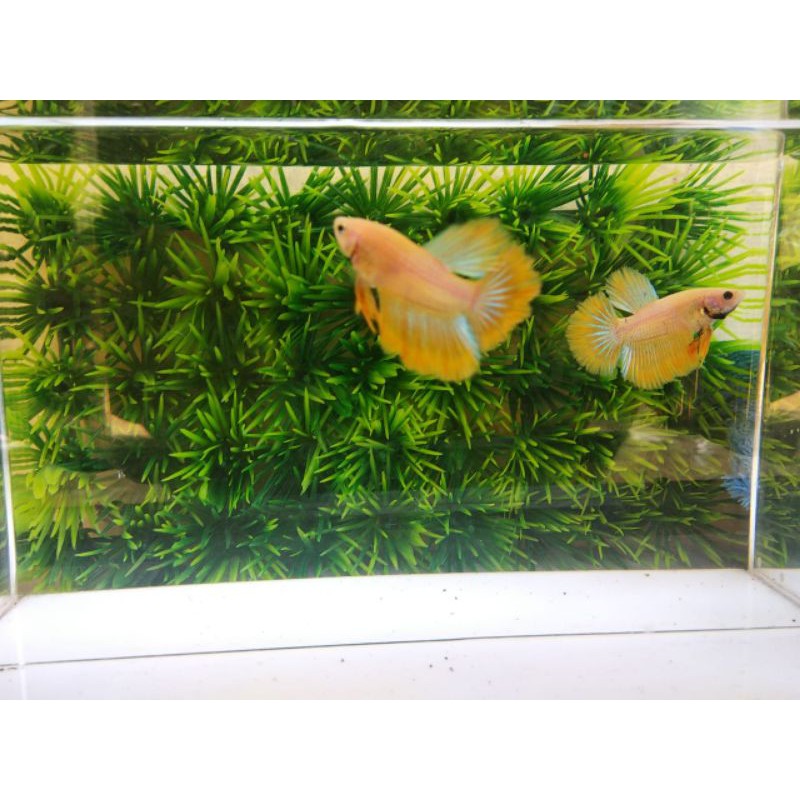 ikan cupang halfmoon rosetail yellow