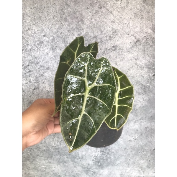 Alocasia watsoniana glossy