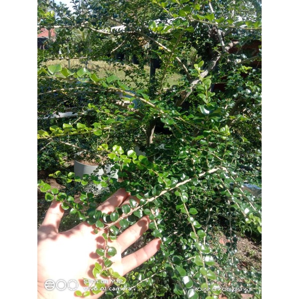 Bahan Bonsai Ohna Impor