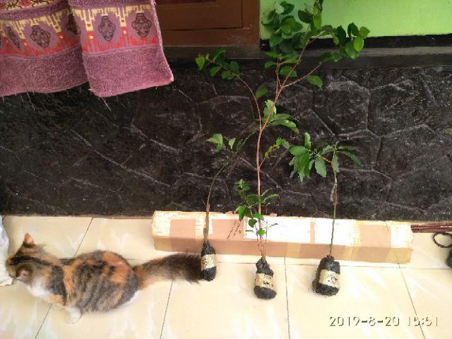 Tanaman Leci Kom / Leci Merah (tinggi 30-50 Cm)