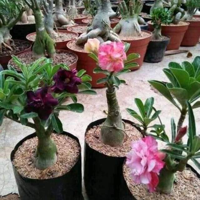 

Bibit bunga adenium
