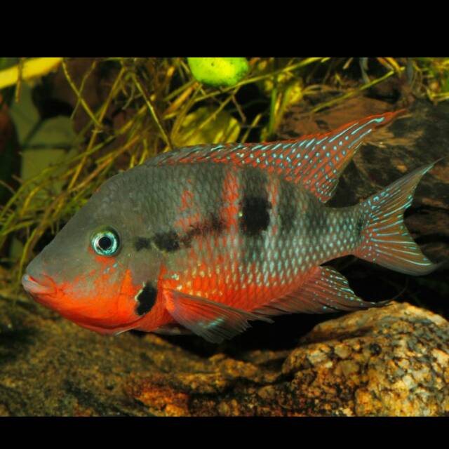 Firemouth American Cichlid Air Tawar