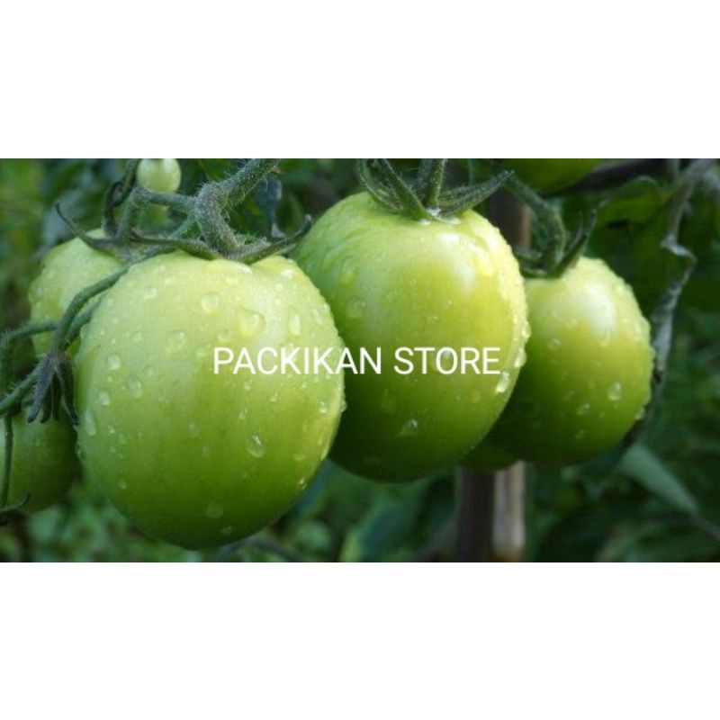 

Tomat Ijo Segar dan bergaransi 250 g