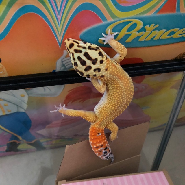 Leopard gecko bellxtangerine male proven mata hitam