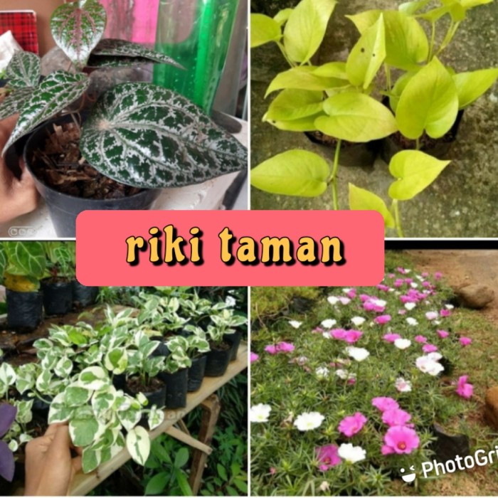 paket 4 tanaman hias gantung / tanaman rambat