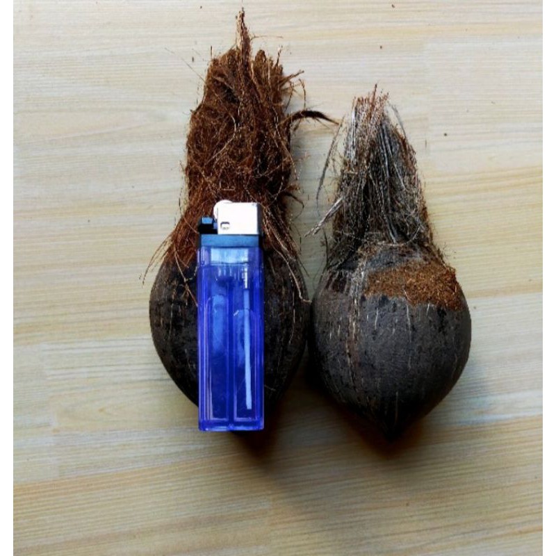 kelapa minion/bahan bonsai kelapa minion oval