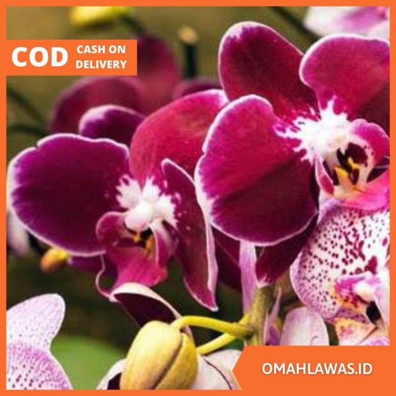 Anggrek Bulan / Bibit Anggrek Bulan / Seedling Anggrek Bulan / Tanaman Anggrek Bulan Hidup