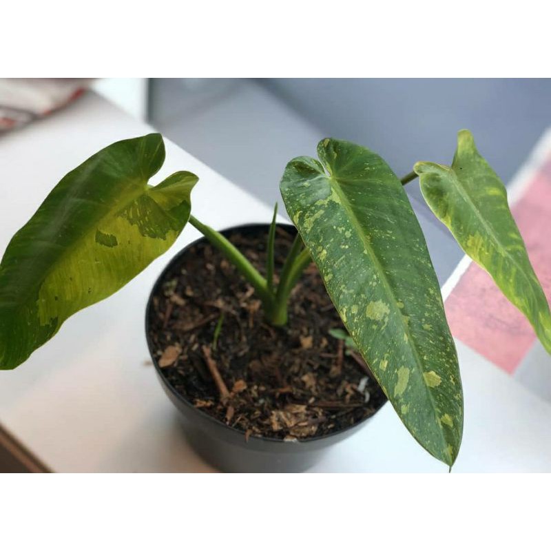 philodendron josebuono