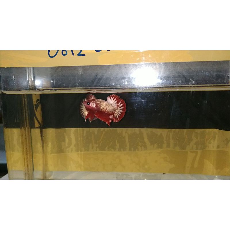 Cupang FCCP Red head