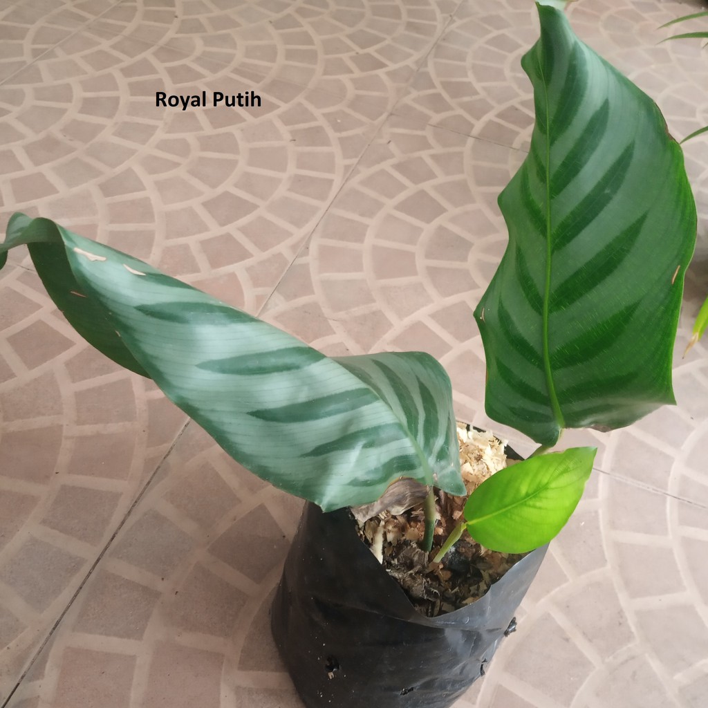 Jual Tanaman Hias Calathea Stomata Daun Besar Lebar Bertunas Indonesia