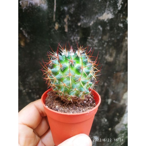 Kaktus Sukulen Import Duri Merah Langka