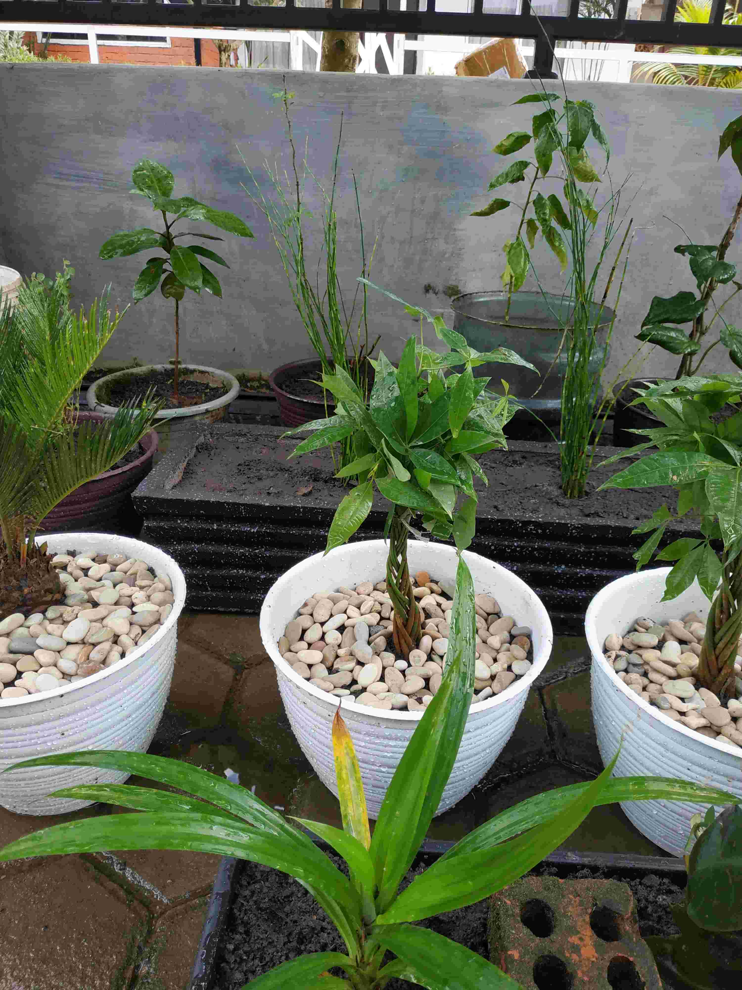 Palem Sikas / Serit  Tanaman Pot Dekorasi Taman