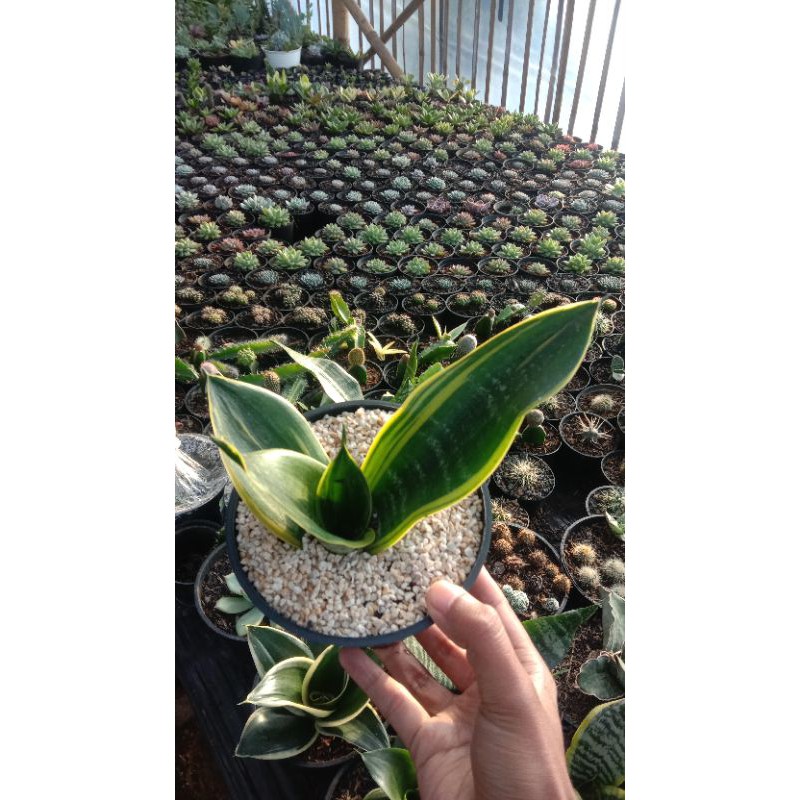 sensivera gold flame