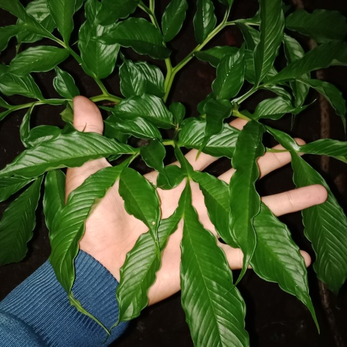tanaman suweg/bibit pohon suweg/tanaman herbal suweg