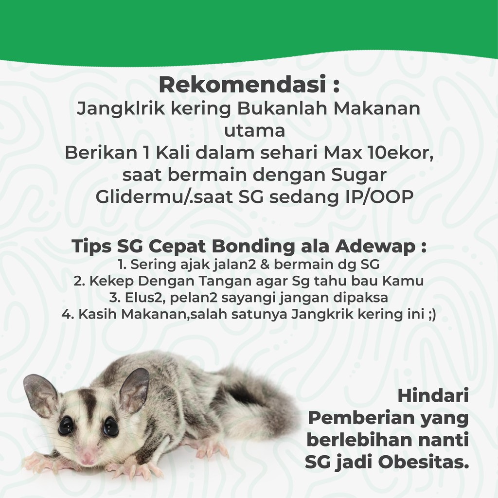 ADEWAP GLIDER Ulat Hongkong Kering 40gr Dried mealworm Sugar Glider