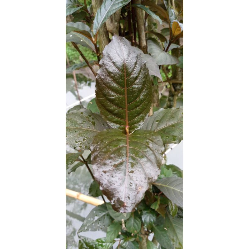

promo paket daun unggu/daun handelem per 20 rembar