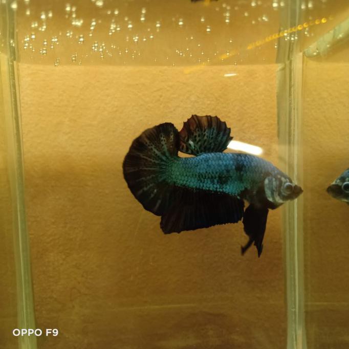 Terbaru Cupang Avatar Besgel Dan Bbl Male