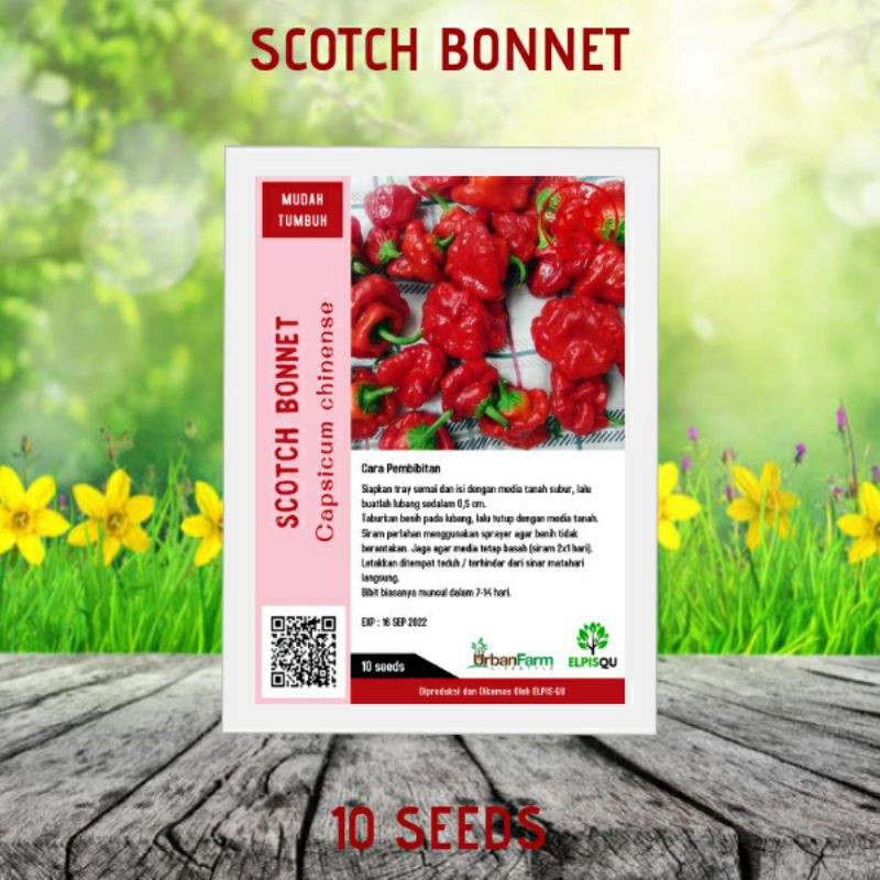 [ELPIS-QU] 10 Benih Cabai "Scotch Bonnet" - Mudah Tumbuh