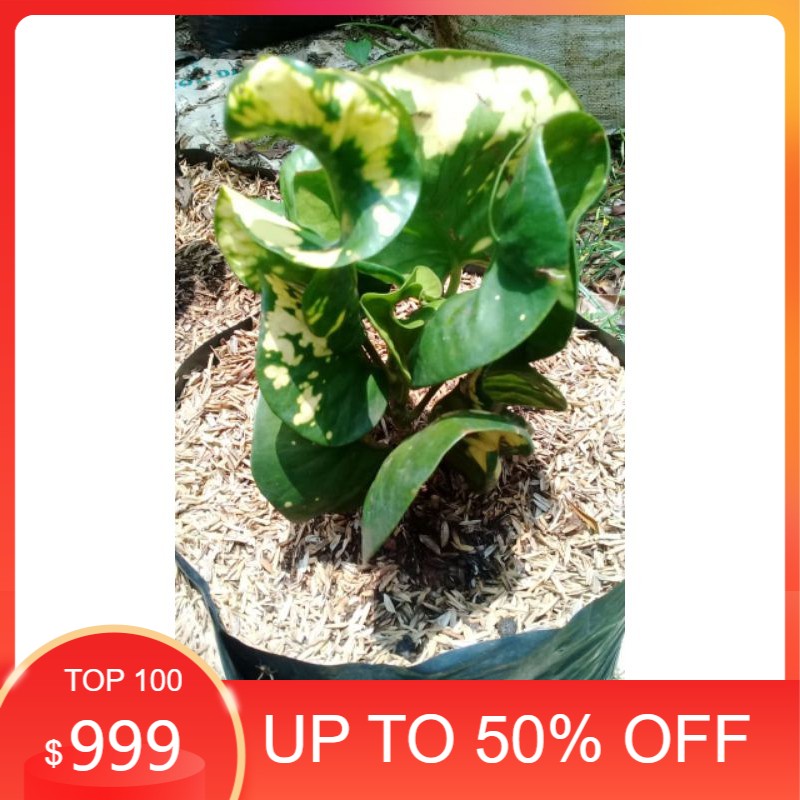 tanaman hias puring apel-puring apel