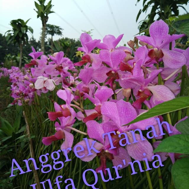 Anggrek tanah Vanda douglas spike