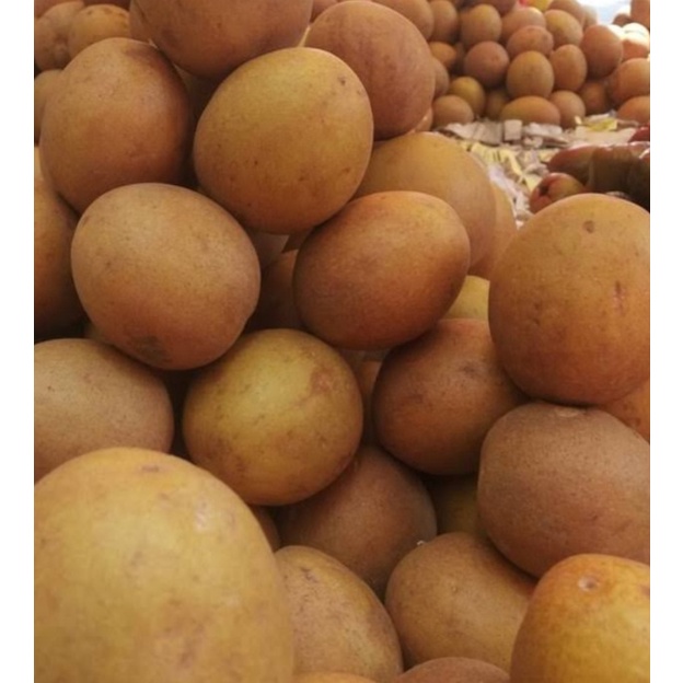 

buah sawo madu fresh grade A+